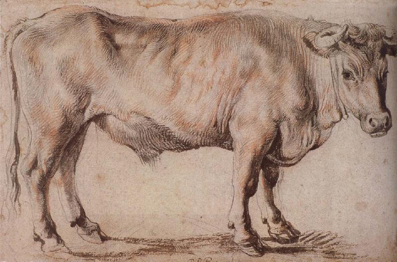 Peter Paul Rubens Bull oil painting picture